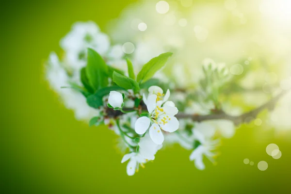 Flowering branch of plum — Stock Photo, Image