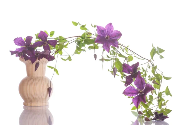 Beautiful blooming clematis — Stock Photo, Image