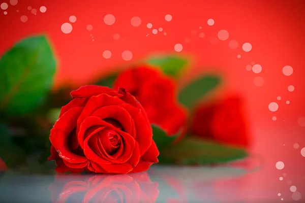 Red beautiful rose — Stock Photo, Image