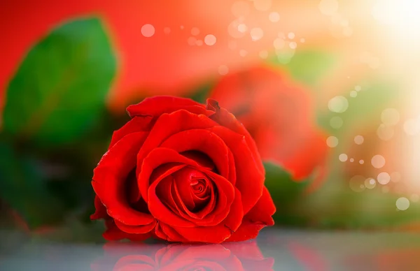 Κόκκινο και όμορφο τριαντάφυλλο — Φωτογραφία Αρχείου