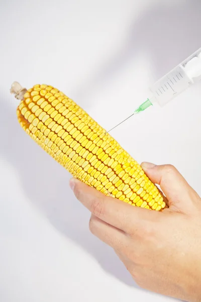Genetically modified organism - corn — Stock Photo, Image