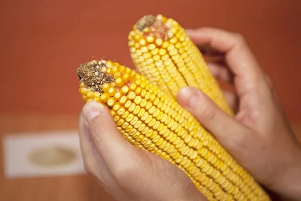 Corn cobs — Stock Photo, Image