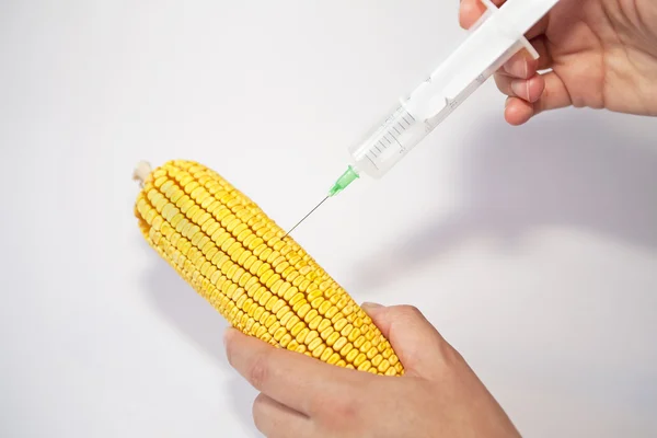Géntechnológiával módosított szervezetek - kukorica Stock Kép