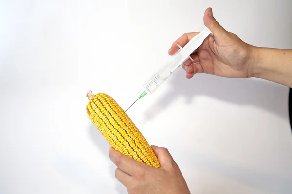 Генетично модифікований організм - кукурудза Ліцензійні Стокові Фото