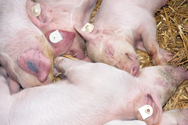 Sleeping piglets — Stock Photo, Image