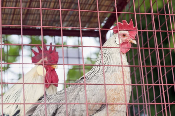 Poultry at farm — Stock Photo, Image