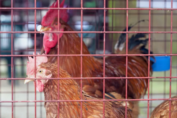 Poultry at farm — Stock Photo, Image