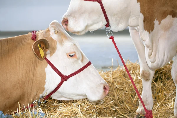 วัวที่ฟาร์ม — ภาพถ่ายสต็อก