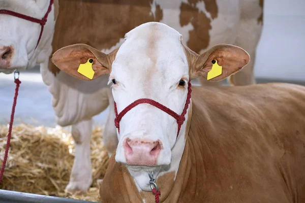 Kühe auf Bauernhof — Stockfoto