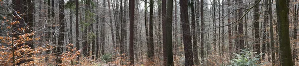 Panorama na floresta — Fotografia de Stock