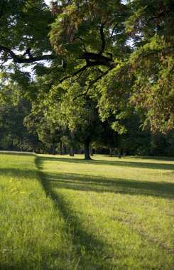 Ağaçların altında