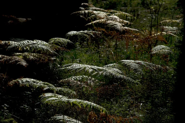 Fern glowing in the dark — Stock Photo, Image