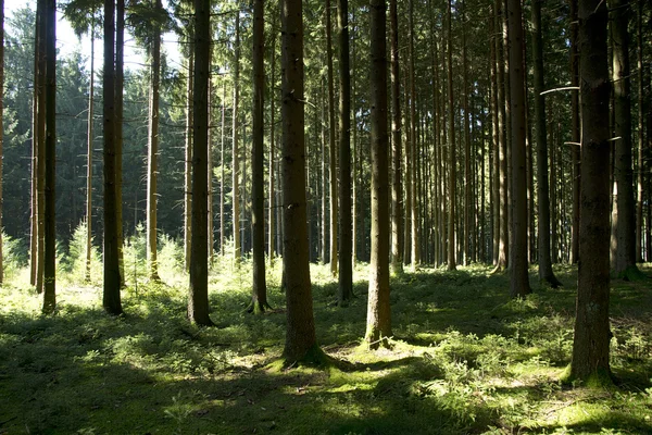 Fekete-erdei fák Stock Kép