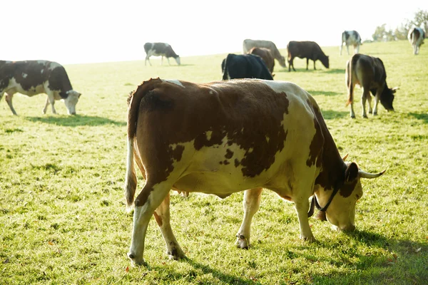 Tehén tej Stock Kép