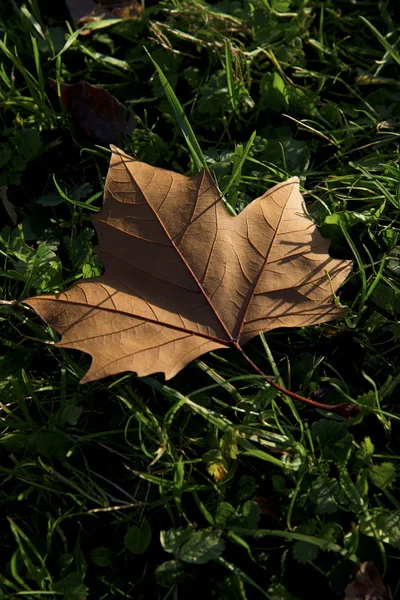 Kahverengi akçaağaç yaprağı — Stok fotoğraf