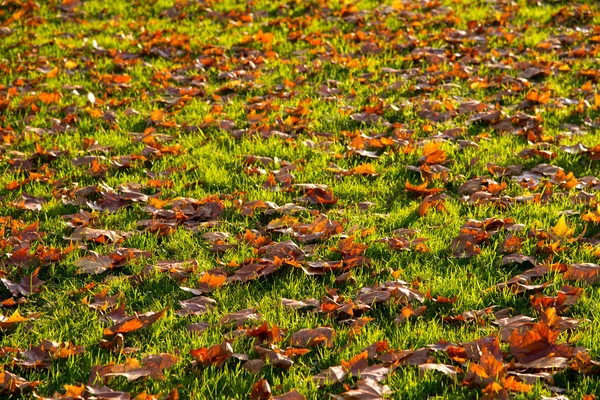 Bladen på gräsmark — Stockfoto