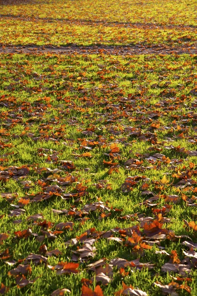 Follaje de otoño —  Fotos de Stock