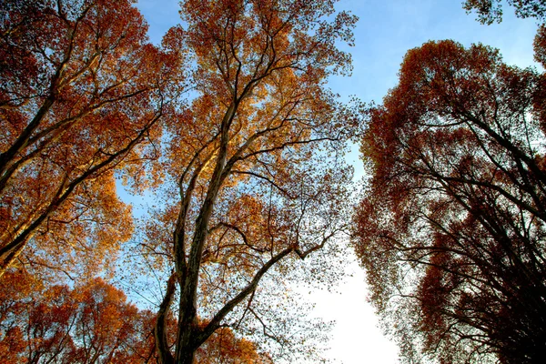 Dolden tree tops — Stockfoto