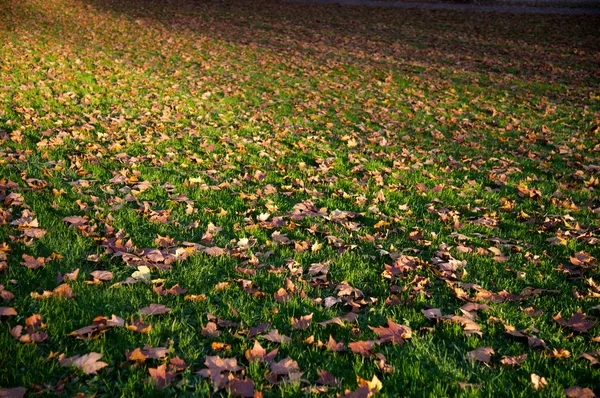 Höstlig täckt gräsmark — Stockfoto