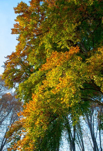 Cores outonais no parque — Fotografia de Stock