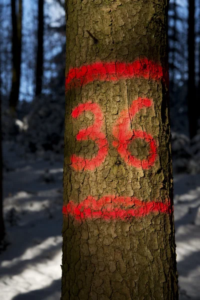 Ağaç işareti — Stok fotoğraf