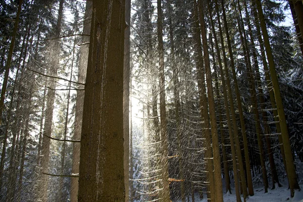 Fiamme di neve — Foto Stock