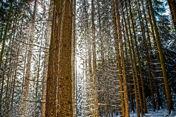 Conducción de nieve — Foto de Stock