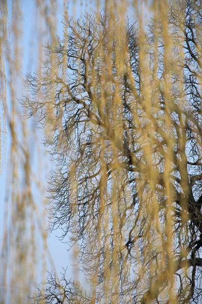 Albero calvo — Foto Stock