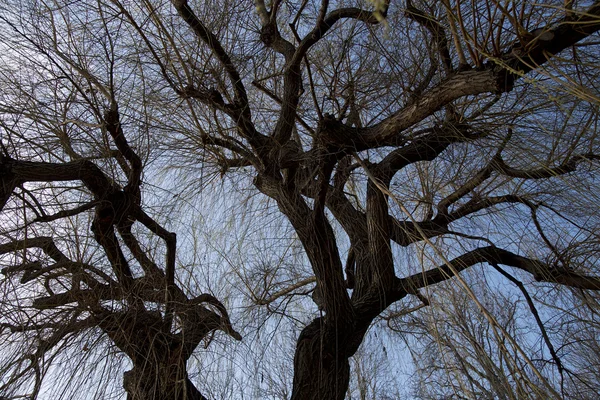 Árbol tronco y ramas — Foto de Stock