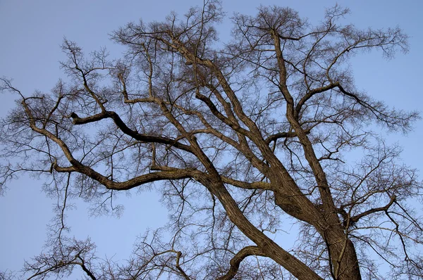 Bare lime tree — Stock Photo, Image