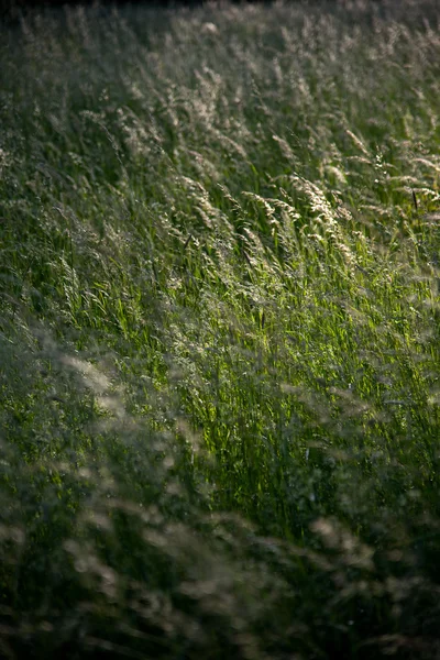 Futterwiese — Foto Stock