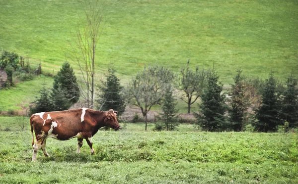 Vaca skewbald em um paddock da vaca com algumas árvores na parte traseira — Fotografia de Stock