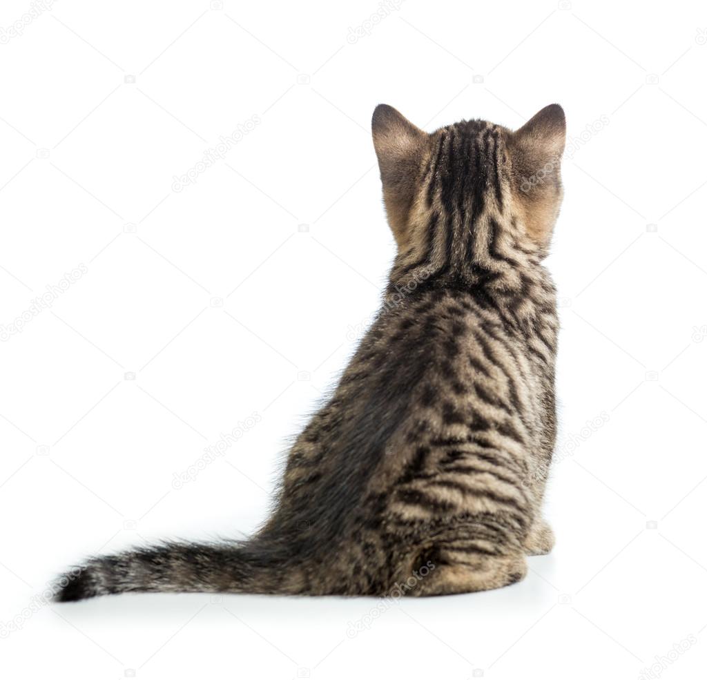 Sitting cat back view Cat back view. Kitten sitting isolated on white