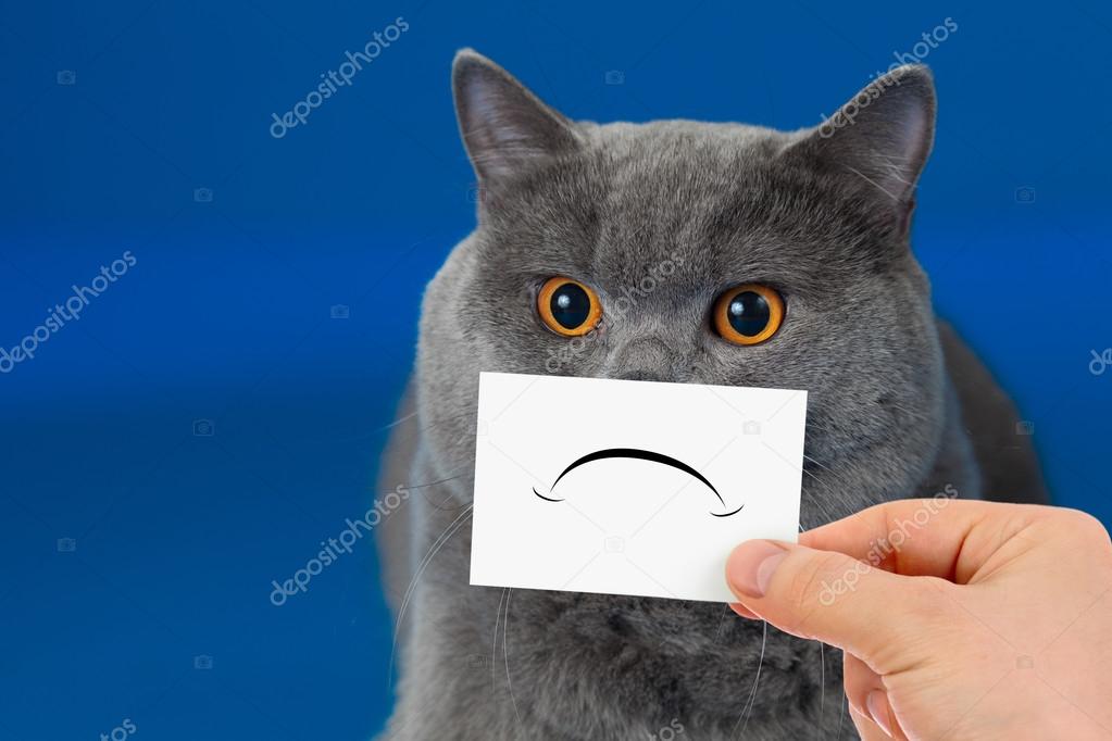 Komik mutsuz ya da üzgün kedi Stok fotoğrafçılık ©Andrey_Kuzmin