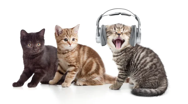 Two kittens and little cat listening to music in headphones â Stock Photo
