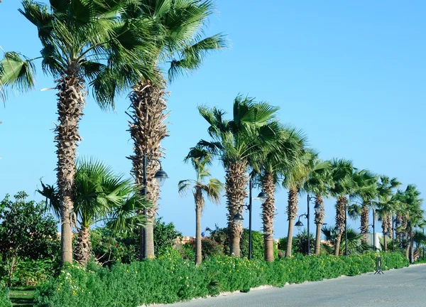 Beautiful Palms View Blue Sky — Stock Photo, Image