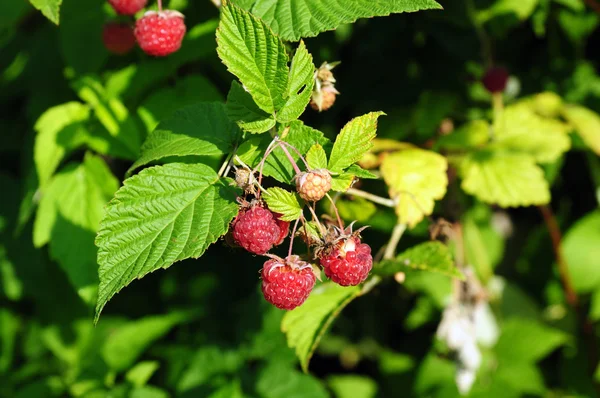 Raspberry Bush Berries — Stock Photo, Image