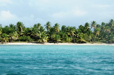 Dominik Cumhuriyeti'nin beyaz plajları. Karayip Denizi kenarına bitişik orman
