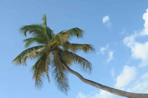 Palm Clear Blue Sky — Stock Photo, Image