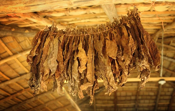 a cigar factory in the Dominican Republic. Tobacco leaves are dried under a canopy of palm leaves.