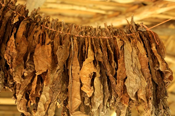 多米尼加共和国的一家雪茄厂 烟叶在棕榈叶的树冠下干燥 — 图库照片