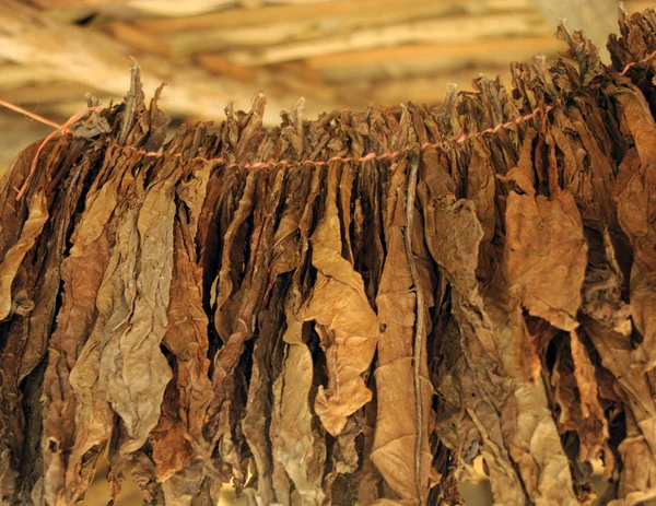 a cigar factory in the Dominican Republic. Tobacco leaves are dried under a canopy of palm leaves.