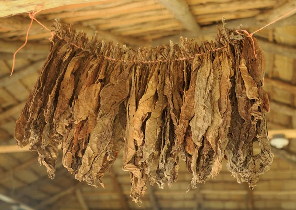 a cigar factory in the Dominican Republic. Tobacco leaves are dried under a canopy of palm leaves.