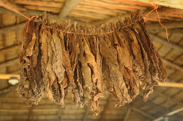 Een Sigarenfabriek Dominicaanse Republiek Tabaksbladeren Worden Gedroogd Onder Een Bladerdak — Stockfoto