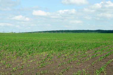 tarım alanı nın güzel görünümü 