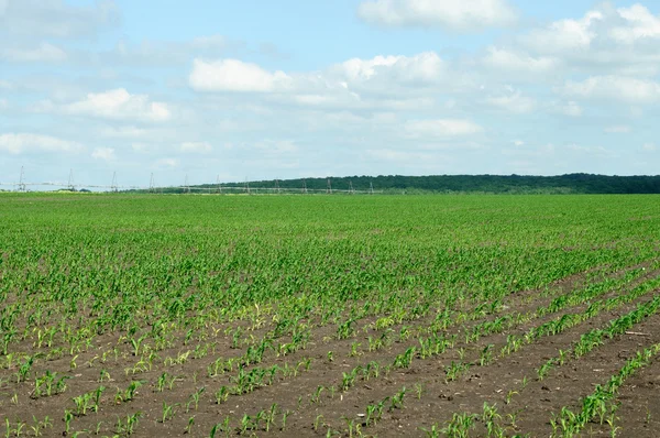 Prachtig Uitzicht Landbouw Veld — Stockfoto