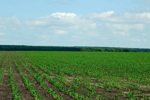 Prachtig Uitzicht Landbouw Veld — Stockfoto