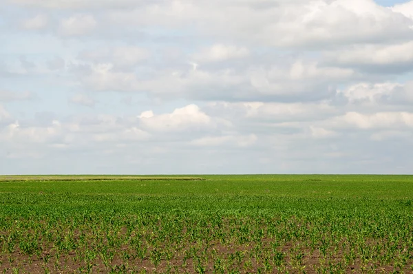 Prachtig Uitzicht Landbouw Veld — Stockfoto