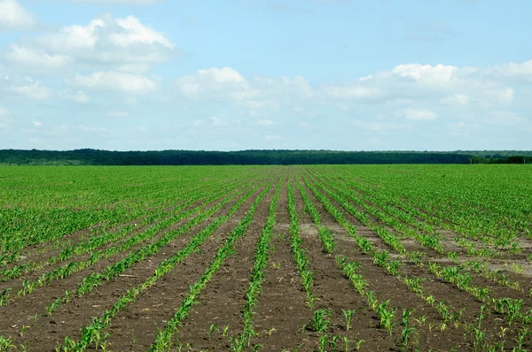Beautiful View Agriculture Field Royalty Free Stock Photos