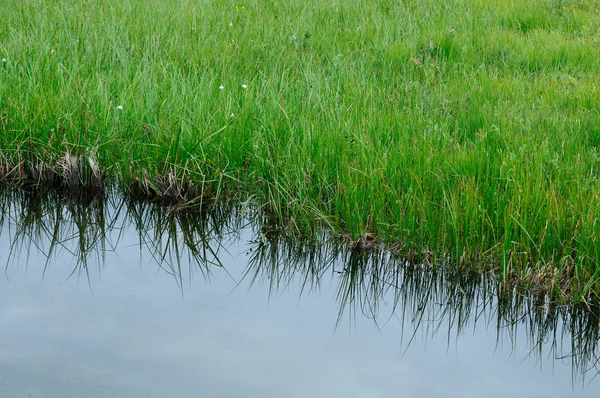 Вид Зеленую Траву Маленькую Реку — стоковое фото